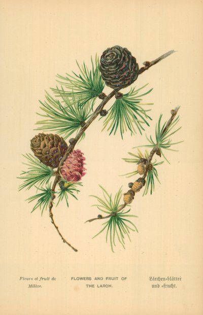 Bloemen en Vruchten van de Lariks door William Henry James Boot
