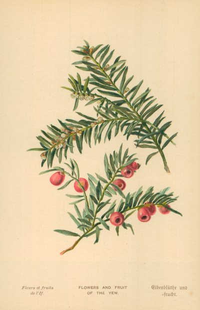 Bloemen en Vruchten van de Taxus door William Henry James Boot