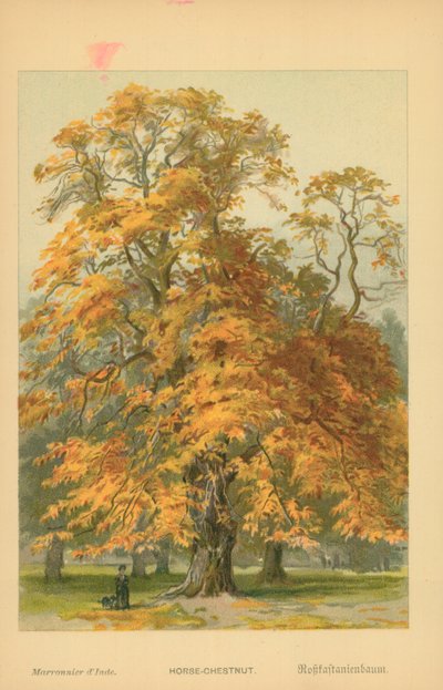 Paardenkastanje door William Henry James Boot