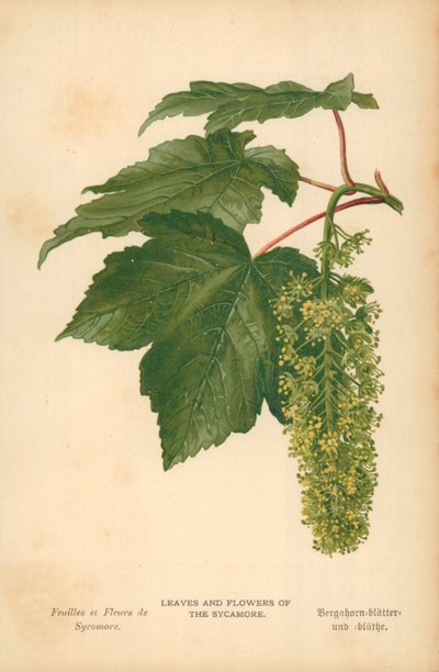 Bladeren en bloemen van de esdoorn door William Henry James Boot