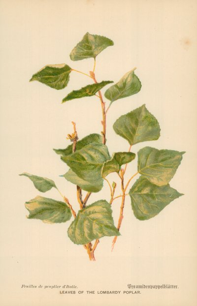 Bladeren van de Lombardische populier door William Henry James Boot