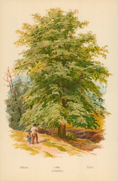 Linde door William Henry James Boot
