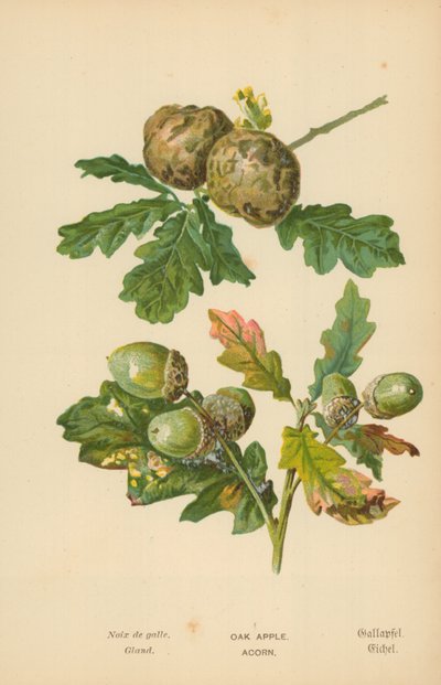 Eik Appel. Eikel door William Henry James Boot