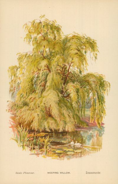 Treurwilg door William Henry James Boot