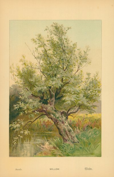 Wilg door William Henry James Boot