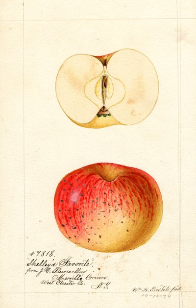 Shelleys favoriete appels (Malus domestica) (aquarel) door William Henry Prestele