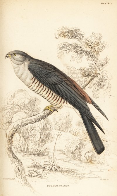 Afrikaanse koekoekshavik of koekoeksvalk, Aviceda cuculoides door William Home Lizars
