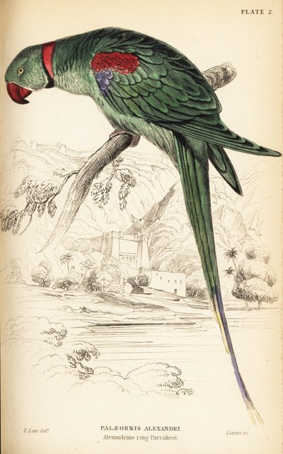 Alexandrijnse parkiet of Alexandrijnse papegaai, Psittacula eupatria door William Home Lizars