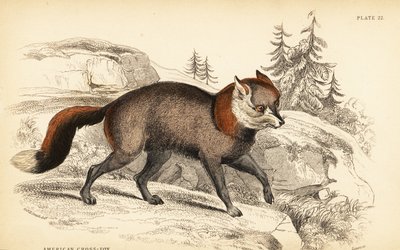 Amerikaanse kruisvos, Vulpes vulpes door William Home Lizars