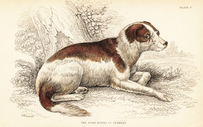 Zwijnenhond van Duitsland door William Home Lizars