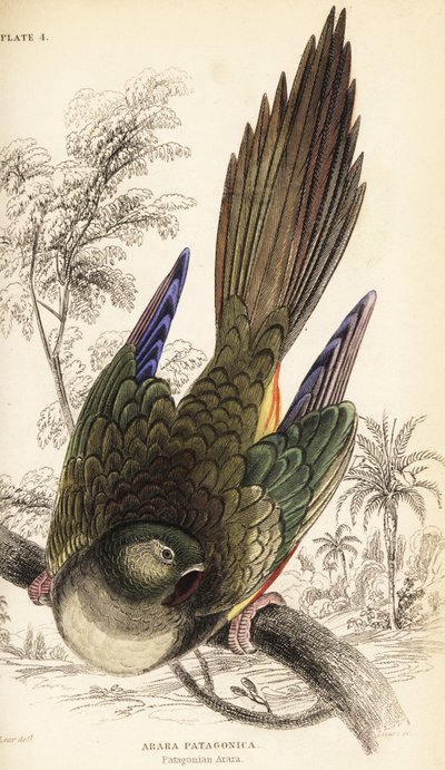 Gravende papegaai of Patagonische conure, Cyanoliseus patagonus door William Home Lizars