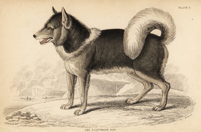 Canadese eskimohond of qimmiq, Canis lupus familiaris door William Home Lizars