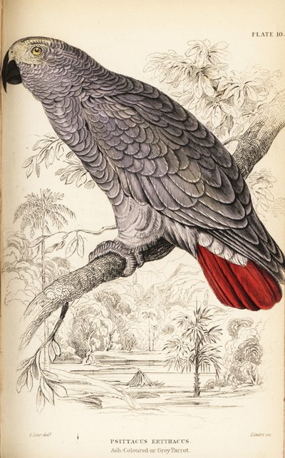 Congo grijze papegaai, Psittacus erythacus door William Home Lizars