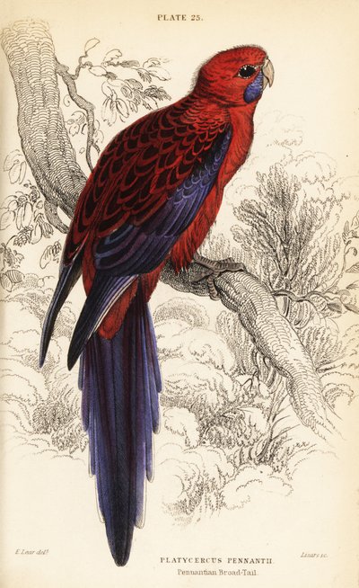 Crimson rosella, Platycercus elegans door William Home Lizars