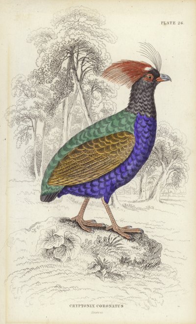 Cryptonix Coronatus door William Home Lizars
