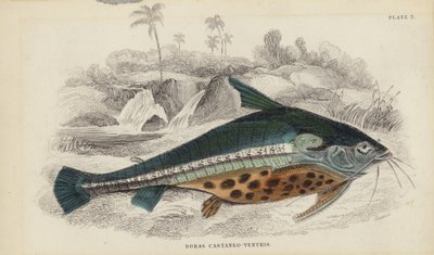 Doras Castaneo-Ventris door William Home Lizars