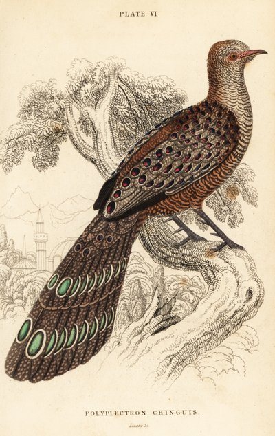 Grijze pauwfazant of Birmese pauwfazant, Polyplectron bicalcaratum door William Home Lizars
