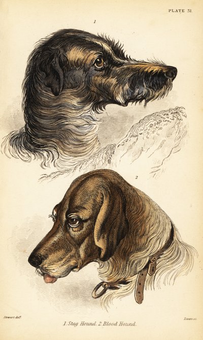 Hoofden van een hertenhond en bloedhond, Canis lupus familiaris (Canis sagaces en Canis sanguinarius) door William Home Lizars