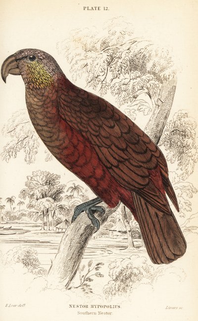 Nieuw-Zeelandse kaka, Nestor meridionalis door William Home Lizars