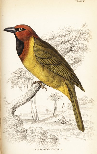 Olijfnapewever of rondvleugelwever, Ploceus brachypterus door William Home Lizars