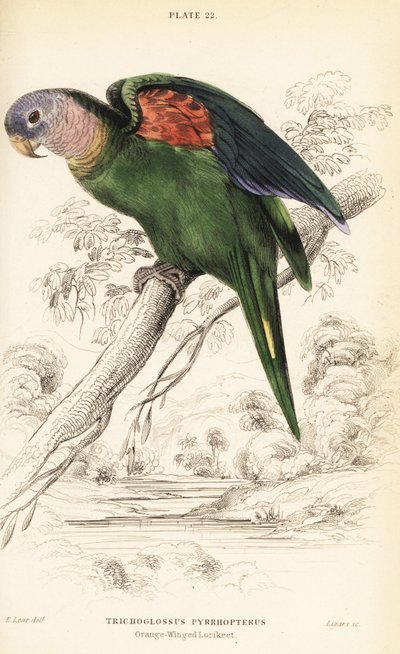 Oranjevleugelamazone, Amazona amazonica door William Home Lizars