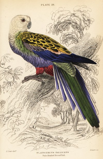 Bleekkoprosella, Platycercus adscitus palliceps door William Home Lizars