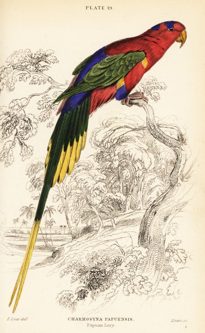 Papoea lori, Stella