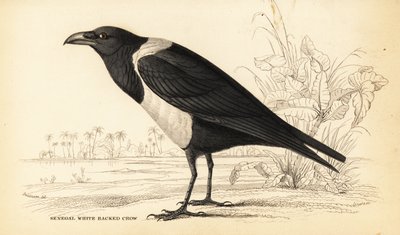 Bonte kraai, Corvus albus door William Home Lizars