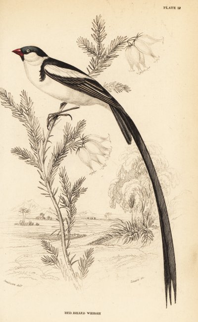 Pintail-wida, Vidua macroura (Roodbekwida, Vidua erythrorhynchus) door William Home Lizars
