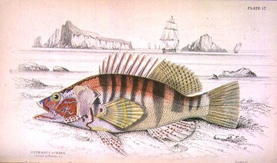 Serbanus Scriba (Eiland Baziluzzo), gegraveerd door de kunstenaar uit 