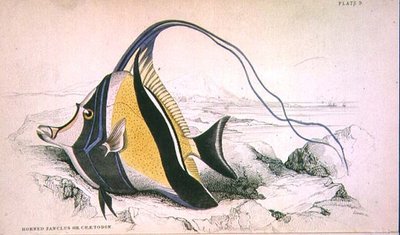 Plaat 9 Gehoornde Zanchus of Chaetodon gegraveerd door de kunstenaar uit 