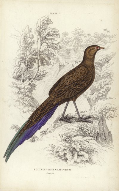 Polyplectron Chalcurum door William Home Lizars