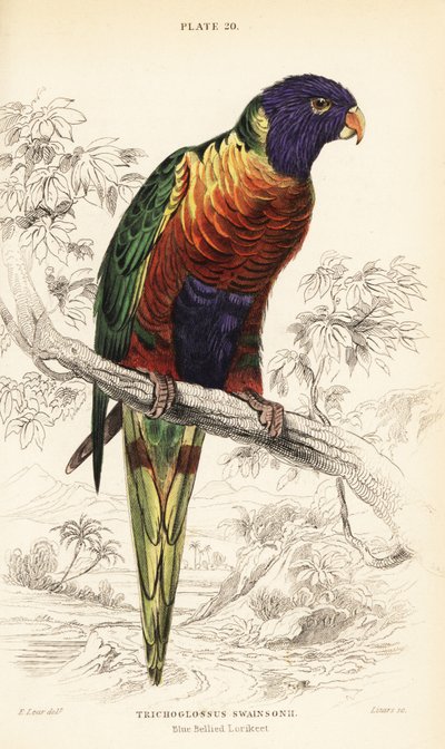 Regenbooglori, Trichoglossus moluccanus door William Home Lizars
