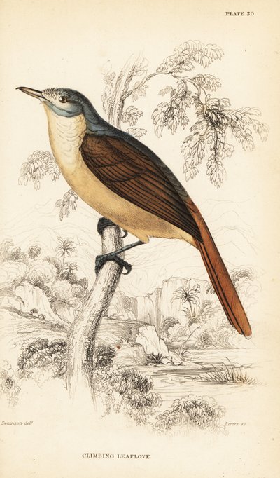 Roodstaartbladloper of klimmende bladloper, Phyllastrephus scandens door William Home Lizars