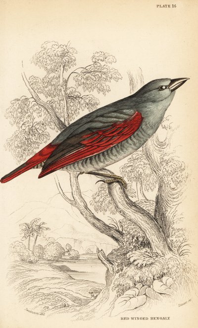 Roodvleugel pytilia, Pytilia phoenicoptera (Roodvleugel bengaly, Pytilia phaenicoptera) door William Home Lizars