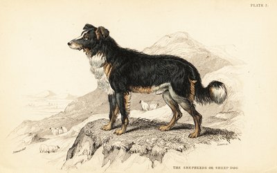 Herdershond of schaapshond, Canis lupus familiaris (Canis domesticus) door William Home Lizars