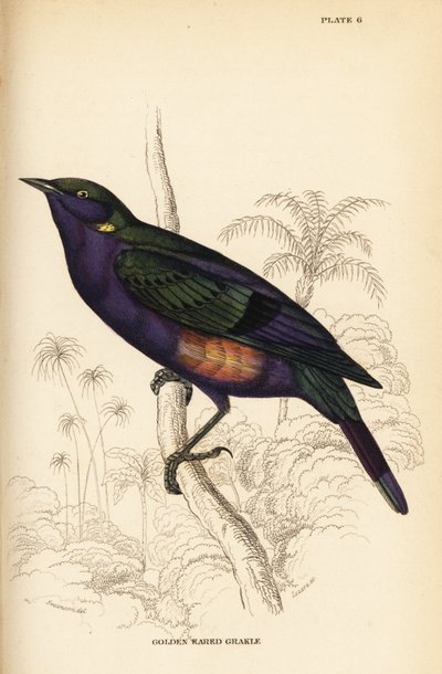 Prachtige glansspreeuw (Senegal), Lamprotornis splendidus chrysonotis (Gouden oor grakle, Lamprotornis chrysonotis) door William Home Lizars