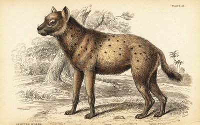 Gevlekte hyena of lachende hyena, Crocuta crocuta (Hyaena crocuta) door William Home Lizars