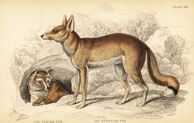 Syrische vos of Taaleb, Vulpes thaleb (of Blanford