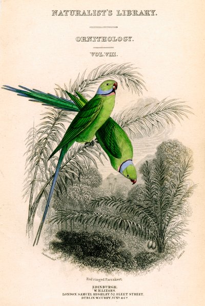 De bibliotheek van de natuuronderzoekers, Ornithologie Vol VIII, Roodgeringde parkiet, ca. 1833-1865 door William Home Lizars