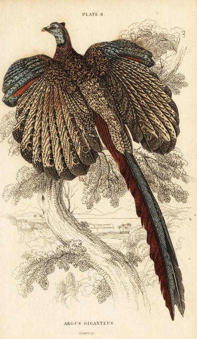De grote argus, Argusianus argus (Argusfazant of gigantische argus, Argus giganteus) door William Home Lizars