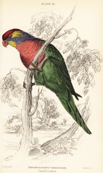Bonte lori, Psitteuteles versicolor (Trichoglossus versicolor) door William Home Lizars