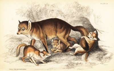 Variëteit van de rode vos, Vulpes vulpes, met welpen (Steenkoolvos van Beieren, Vulpes alopex) door William Home Lizars