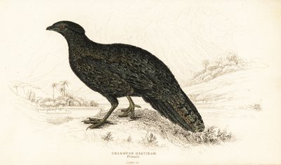 Westelijke tragopan of westelijke gehoornde tragopan, vrouwtje, Tragopan melanocephalus door William Home Lizars