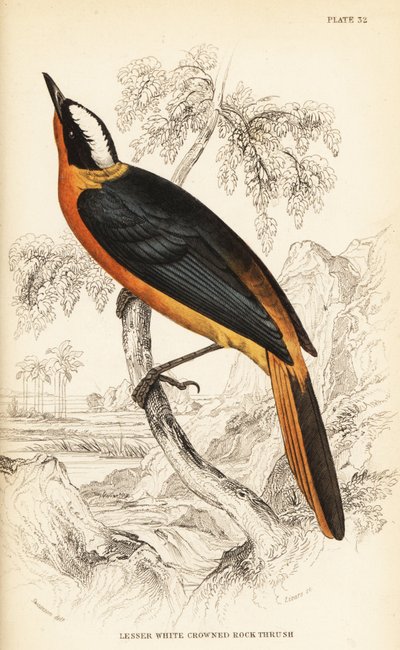 Witkroontapuit, Cossypha albicapilla (Kleine witkroonrotslijster, Petrocincla albicapilla) door William Home Lizars