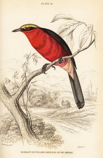 Geelkroongonolek of gewone gonolek, Laniarius barbarus door William Home Lizars