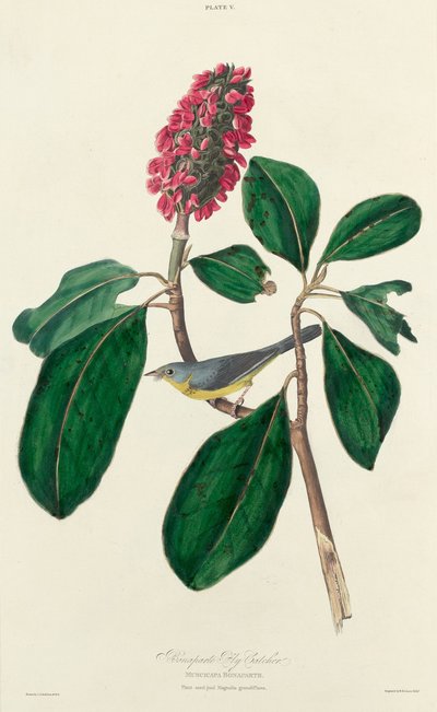 Bonaparte Vliegenvanger door William Home Lizars after John James Audubon