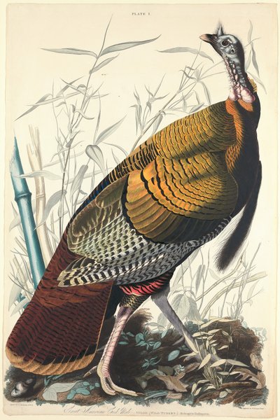 Grote Amerikaanse Haan door William Home Lizars after John James Audubon