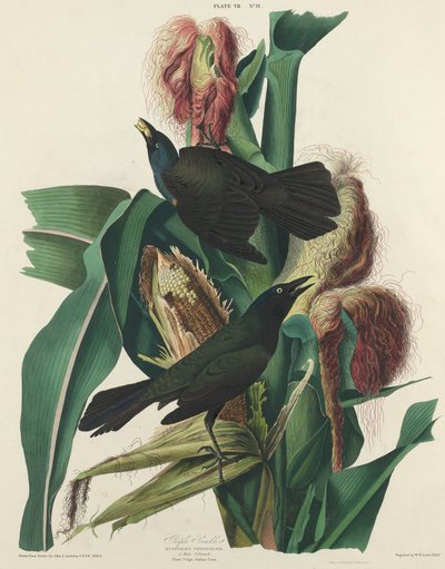 Purper Grackle door William Home Lizars after John James Audubon