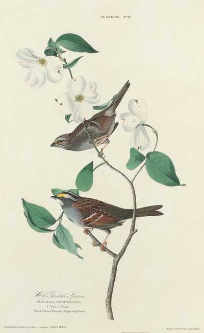 Witkeelmus door William Home Lizars after John James Audubon